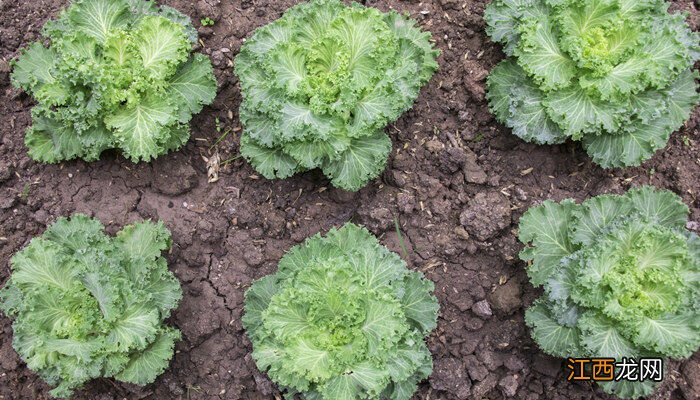 羽衣甘蓝种植时间和方法 甘蓝种植时间和方法