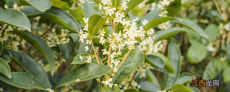 桂花今年没开花什么原因呢 桂花今年没开花什么原因