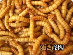 面包虫是什么虫?