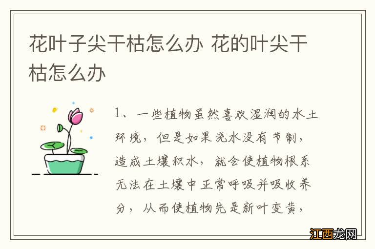 花叶子尖干枯怎么办 花的叶尖干枯怎么办