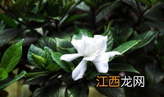 花叶子尖干枯怎么办 花的叶尖干枯怎么办