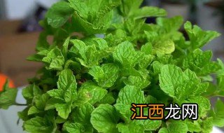 盆栽薄荷管理措施和方法，盆栽薄荷管理措施和方法图