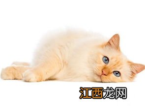 猫得了肺炎怎么办?