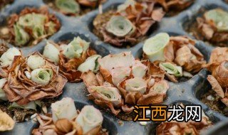 山地玫瑰适合什么地方种植 山地玫瑰怎么种植