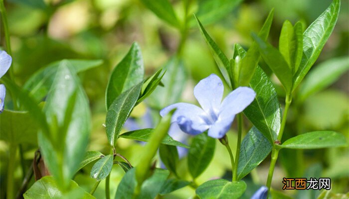 家里养长春花不吉利 长春花种子几月份播种