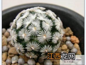 屋内长期适合种什么植物?