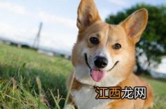 柯基犬一天吃多少合适?