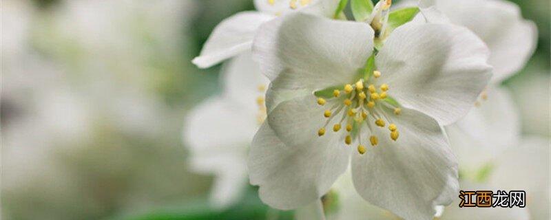 茉莉花结的黑色的圆球是什么东西 茉莉花结的黑色的圆球是什么