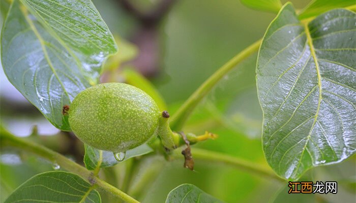 油沙豆 油沙地适合种植什么