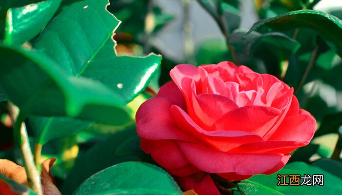 茶花树枯死的补救办法 茶花叶子干枯掉落还能救活吗