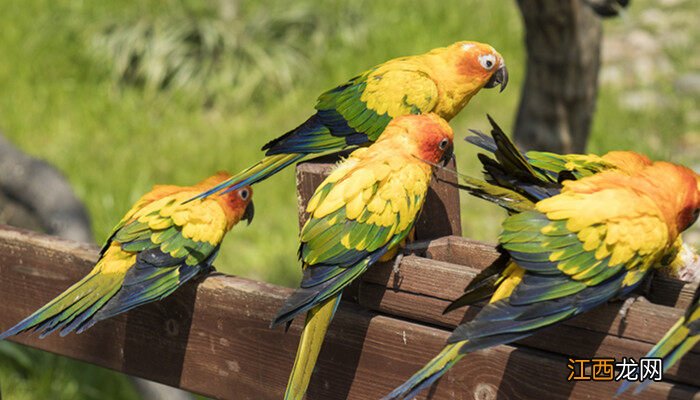 虎皮鹦鹉会撑死自己吗 鹦鹉会撑死自己吗