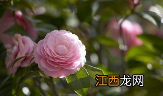 重阳节送什么花给老人 重阳节可以送老人什么花