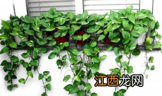 绿萝长虫子怎么办 绿萝长虫子了怎么办