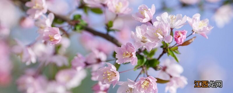 什么树开花香味最浓 什么树开花香