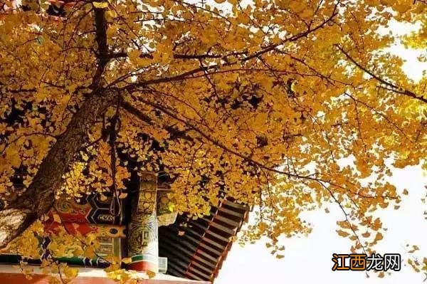 一到秋天,故宫就美成了紫禁城!