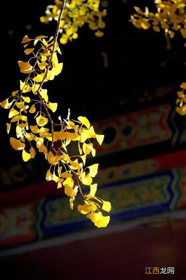 一到秋天,故宫就美成了紫禁城!