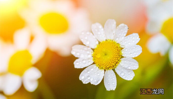 洋甘菊和小雏菊区别图片 洋甘菊和小雏菊区别
