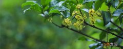 桂花的香味怎么形容 桂花香气的特点