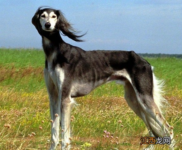 程女士细狗是什么梗 程女士是谁