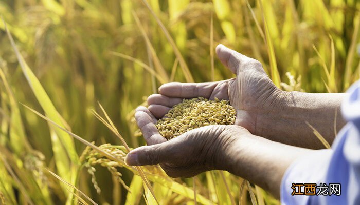 十月份有哪些农作物成熟了呢 十月份有哪些农作物成熟了