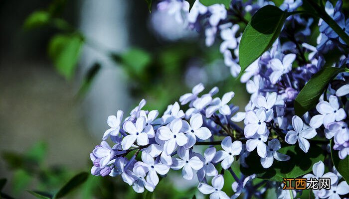 寒丁子花的养殖方法视频 寒丁子花的养殖方法