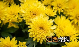 九月九重阳节送什么花 重阳节用什么花