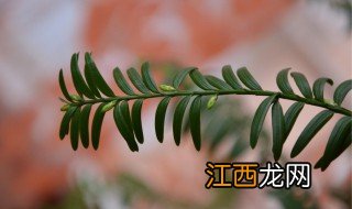 红豆杉叶子干了咋办 红豆衫叶子干枯怎么办