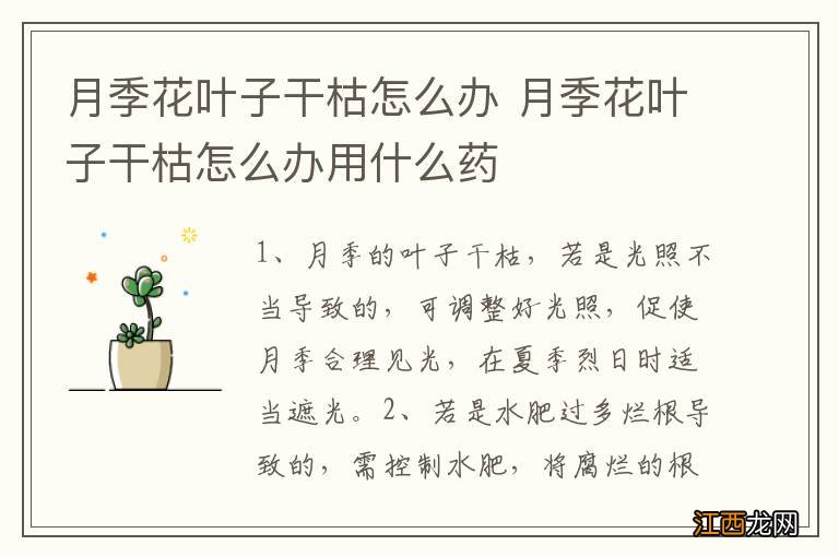 月季花叶子干枯怎么办 月季花叶子干枯怎么办用什么药