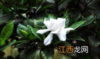 桅子花叶子都干枯怎么办 桅子花叶子都干枯怎么办呢