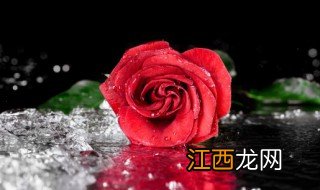 玫瑰花叶子干枯怎么办 玫瑰长叶后干枯怎么办