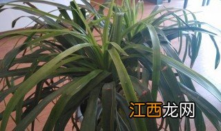 龙须叶子干枯怎么办 龙须叶子干枯怎么办呢