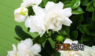 栀子花叶子干枯怎么救治 栀子花叶子干枯怎么救