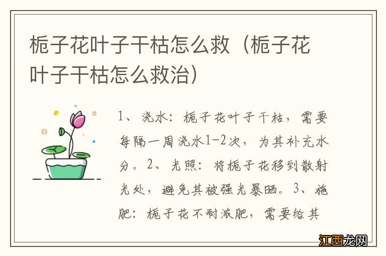 栀子花叶子干枯怎么救治 栀子花叶子干枯怎么救