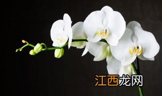 兰花叶子干枯萎怎么办 兰花叶子干枯萎怎么办用什么药