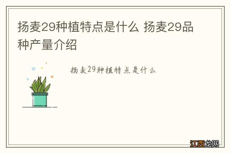 扬麦29种植特点是什么 扬麦29品种产量介绍