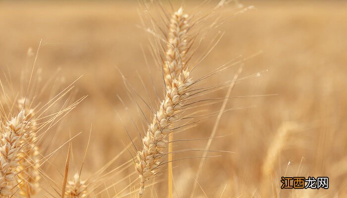 淮麦136小麦品种介绍 小麦品种介绍