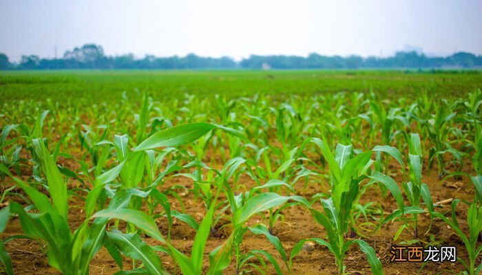玉米棒着雨后发芽怎么办能喷百草枯吗 玉米棒着雨后发芽怎么办
