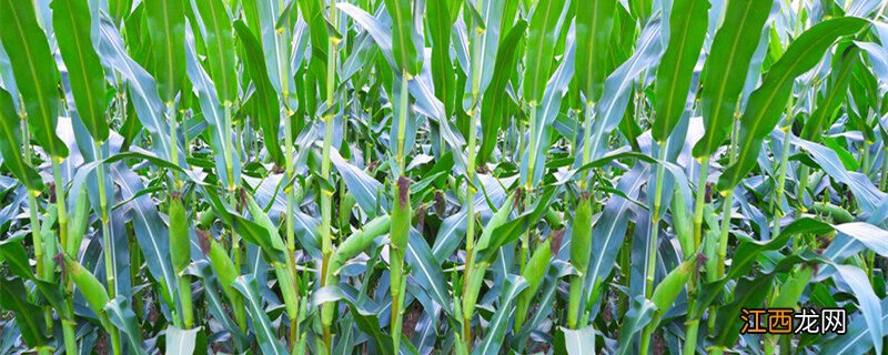 玉米棒着雨后发芽怎么办能喷百草枯吗 玉米棒着雨后发芽怎么办