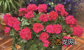 怀孕家里不能养什么花 怀孕家里不能养哪种花