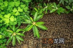 文雅诗意的新年祝福语简短?