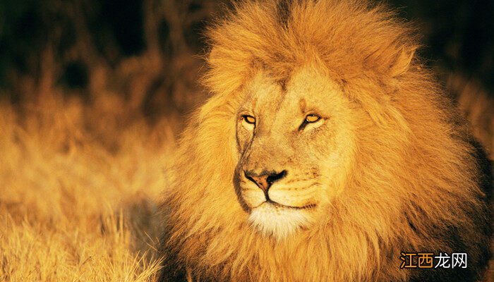 狮子会爬树吗百度百科 狮子会爬树吗