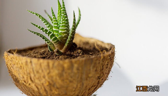 有刺的植物能种在家里吗 有刺的植物