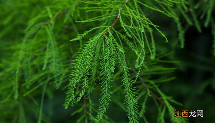 冬天冻不死的常绿植物 适合室外养的50种植物