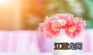 客厅养什么鲜花好 客厅适合养什么鲜花