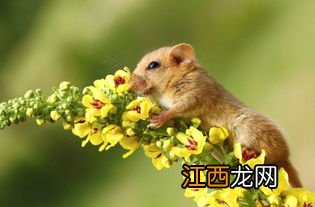 我今年属老鼠的想在新的一年给老公说一句祝福语,说什么好?