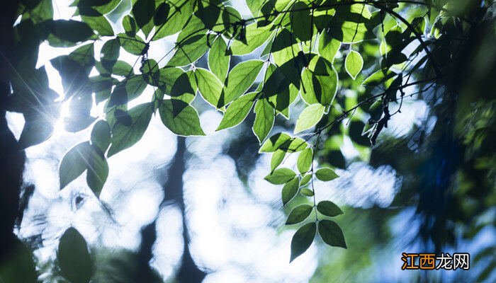 中国被子植物特有属的高频率区是哪里