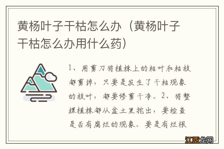 黄杨叶子干枯怎么办用什么药 黄杨叶子干枯怎么办