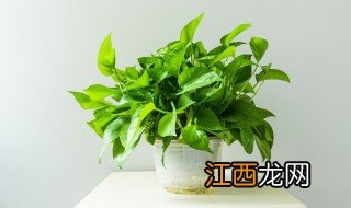 客厅最适合摆放什么植物，客厅最适合摆放什么植物图片袖珍椰子