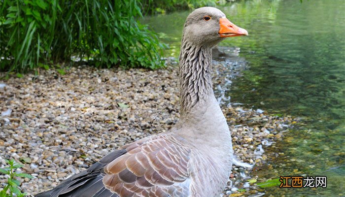 40天小鹅正常多大图片 40天小鹅正常多大