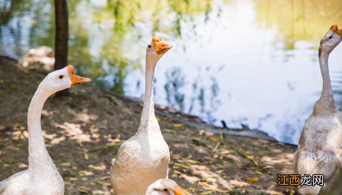 40天小鹅正常多大图片 40天小鹅正常多大